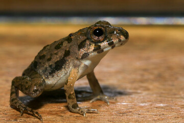 A close up of a frog sitting on a wooden surface. This amphibian has the scientific name Rana temporaria.