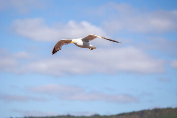 A seagull is gracefully soaring in a clear blue sky with a few scattered clouds on a sunny day, capturing the essence of freedom, peace, and nature in this serene view.