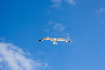 A seagull is gracefully soaring in a clear blue sky with a few scattered clouds on a sunny day, capturing the essence of freedom, peace, and nature in this serene view.