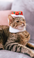 A calm tabby cat dressed in a Santa hat, lounging comfortably on a sofa