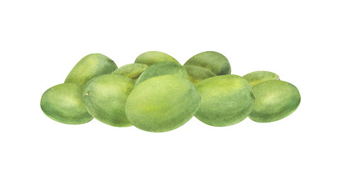 Pile of Sacred Lotus or Water Lily Seeds. Green unpeeled nuts. Heap of fresh green olives. Watercolor illustration. Decorative backdrop for kitchen inspired designs, cooking blogs, food related decor