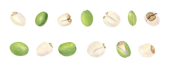 Sacred Lotus or Water Lily Seeds. Peeled and unpeeled nuts. Set of fresh green olives. Watercolor illustration of fresh vegetable, seed. For kitchen inspired designs, cooking blogs, food related decor