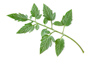 tomato leaves isolated on white background. clipping path