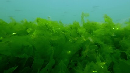 Natural background of seabed covered with continuous layer of Sea Lettuce green algae, Ulva wiht air bubbles in sun glare, school of small fish swims on background, Slow motion, Close-up
