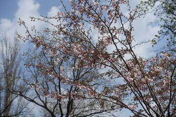 Closed buds and pinkish white flowers of sakura Accolade against blue sky in April