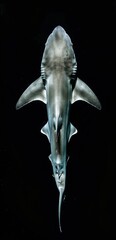 Photo of a shark on a black background, close-up. Top view