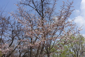 Fototapeta premium Crown of blossoming sakura Accolade against blue sky in April