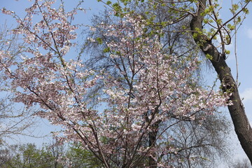 Numerous flowers of blossoming sakura Accolade against the sky in April