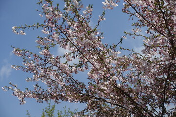 Pastel pink flowers and buds of blossoming sakura Accolade against blue sky in April