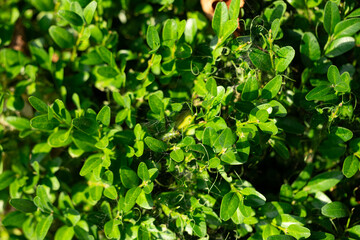 boxwood bush with cobwebs