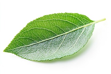 Obraz premium Apple Leaf, isolated on white background, full depth of field, ai