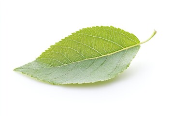 Obraz premium Apple Leaf, isolated on white background, full depth of field, ai