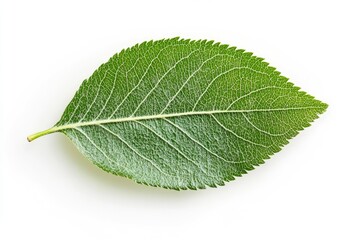 Apple Leaf, isolated on white background, full depth of field, ai