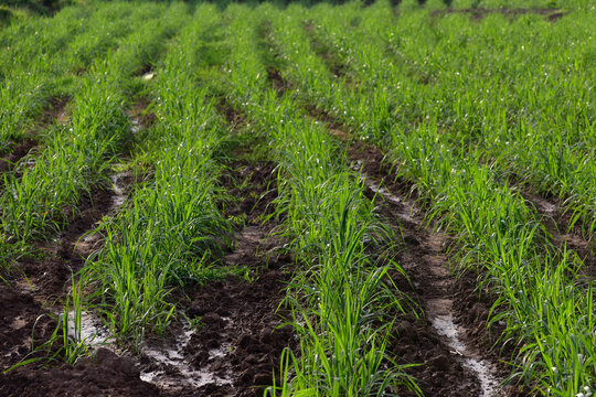 A sugar cane plantation with young plants water for sugarcane fields to grow in Thailand. Sugarcane growing inside the farm under the supervision of modern technology smart farm