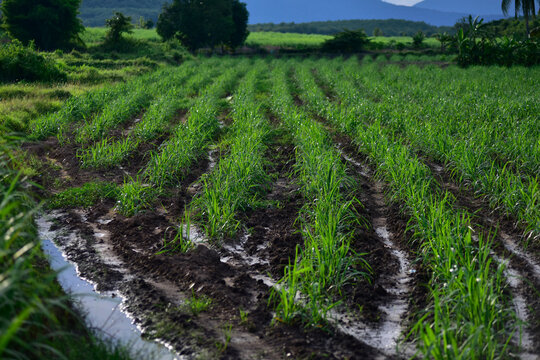 A sugar cane plantation with young plants water for sugarcane fields to grow in Thailand. Sugarcane growing inside the farm under the supervision of modern technology smart farm