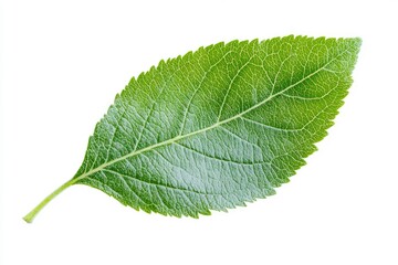 Apple Leaf, isolated on white background, full depth of field, ai