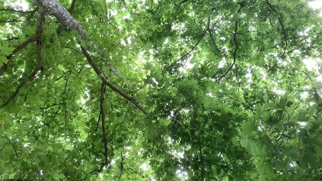 leaves of the plane tree swaying in the wind in spring