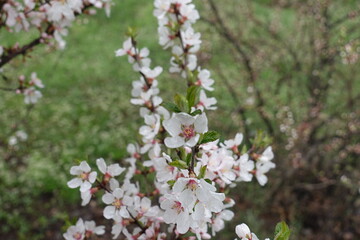 Moist white flowers of Prunus tomentosa in April