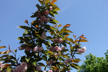 Azure blue sky and branches of blossoming Kanzan sakura in mid May