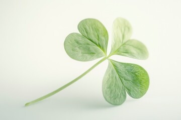 Clover isolated on white background, St. Patrick's Day symbol, full depth of field, ai