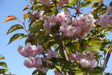 Pastel pink flowers of Kanzan sakura against blue sky in mid May