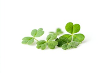 Clover isolated on white background, St. Patrick's Day symbol, full depth of field, ai