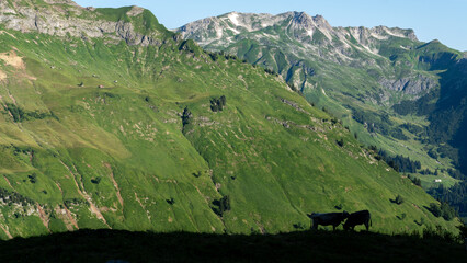 Silhouette zweier K&uuml;he, im Hintergrund die gr&uuml;ne Berglandschaft der Allg&auml;uer Alpen