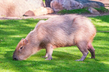 A large capybara walks on the green grass in the park