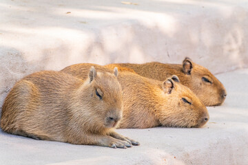 Three capybara in the park