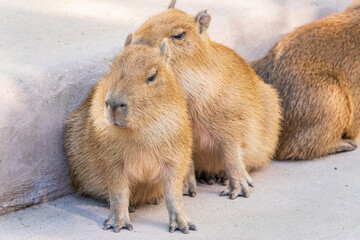 Three capybara in the park
