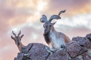 Markhor male and female on the rock. Latin name - Capra falconeri