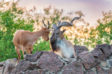 Markhor male and female on the rock. Latin name - Capra falconeri