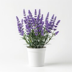 Obraz premium A beautiful lavender plant in a white pot, with a white background. The lavender is in full bloom, with purple flowers and green leaves. The plant is about 12 inches tall.