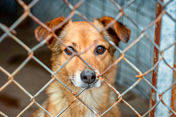 A street dog in a cage in an animal shelter
