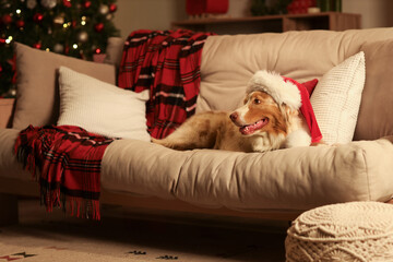 Cute Australian Shepherd dog in Santa hat lying at home on Christmas eve