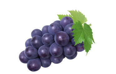 巨峰 イラスト リアル ぶどう