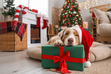Australian Shepherd dog in Santa hat with gift box lying at home on Christmas eve