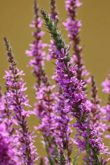 lavender flowers close up