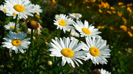 daisies (Bellis perennis) in the garden © wahid HA