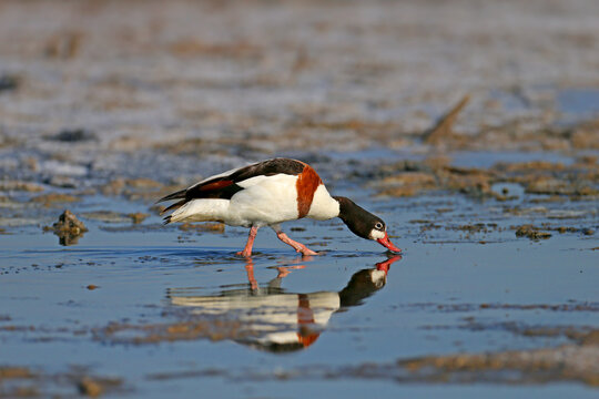 Male and female common shelduck (Tadorna tadorna) extra close-up shot on the shore of the estuary