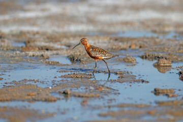 An adult male curlew sandpiper (Calidris ferruginea) photographed close up in the shallow waters of the estuary near the shore. Breeding plumage