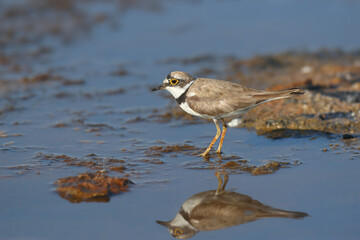 Adult little ringed plover (Charadrius dubius) shot extra close-up in the shallow waters of the estuary with reflection