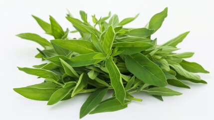 Fresh Green Sage Herb Isolated on White Background