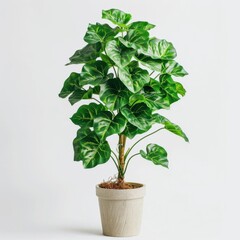 Fototapeta premium A lush green plant with large leaves in a gray pot