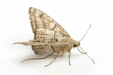 Fototapeta premium A side view of an elegant insect with long legs isolated on a white background, providing a detailed and natural look.