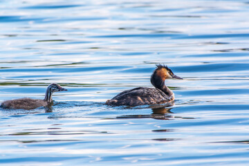 The waterfowl bird, great crested grebe with chick, swimming in the lake.