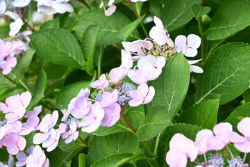 アジサイの花に停まるミツバチ