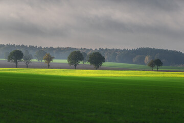 Drzewa na polu © Robert