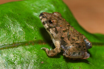 Close up of a frog on a green leaf in the rainforest