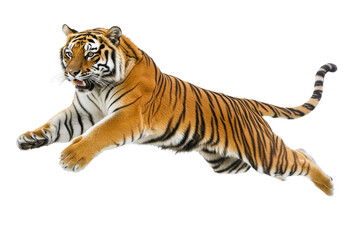 tiger jumping isolated on white © Tidarat